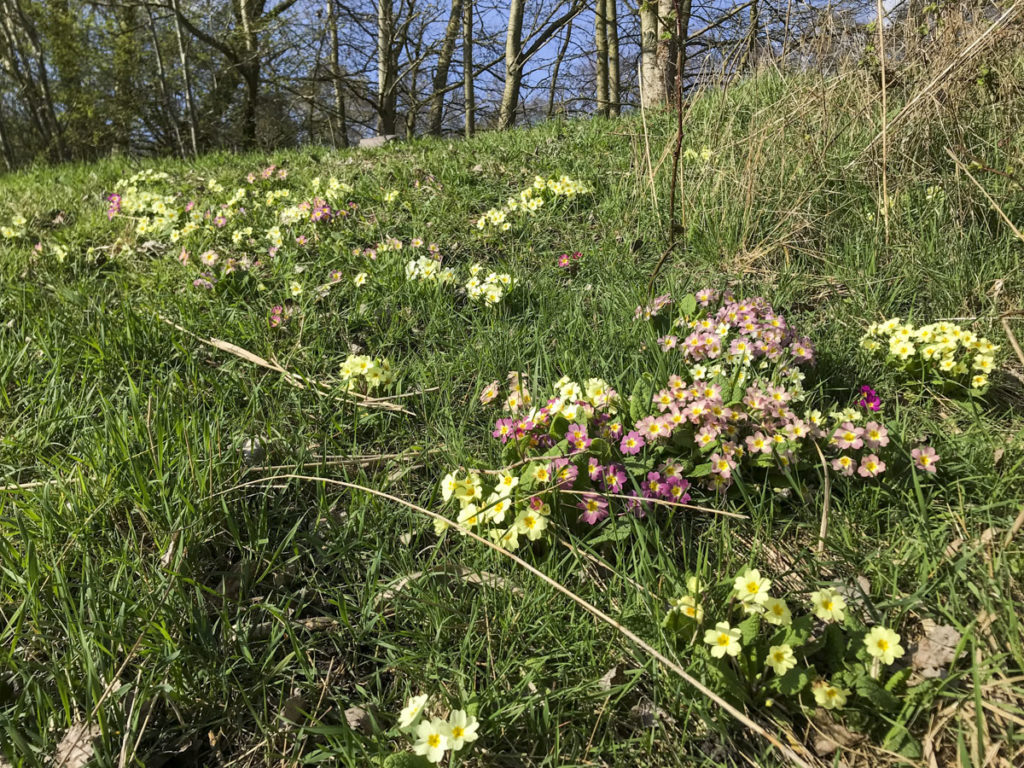 Primula,Wild Primroses , Primula vulgaris