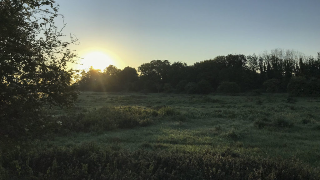 Napfelkelte a rét felett, Sunrise on the field, Angliai Magyar Horgászok/Hungarian Anglers in England