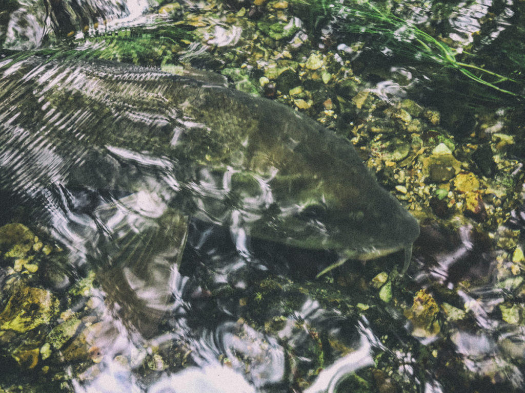 Márna, angliai vízü sekély folyóban, Barbel in shallow english river - Horgász költemény