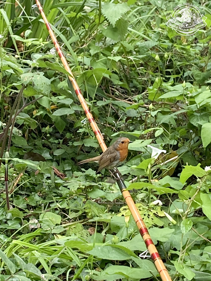  Poolson nádbot és a vörösbegy