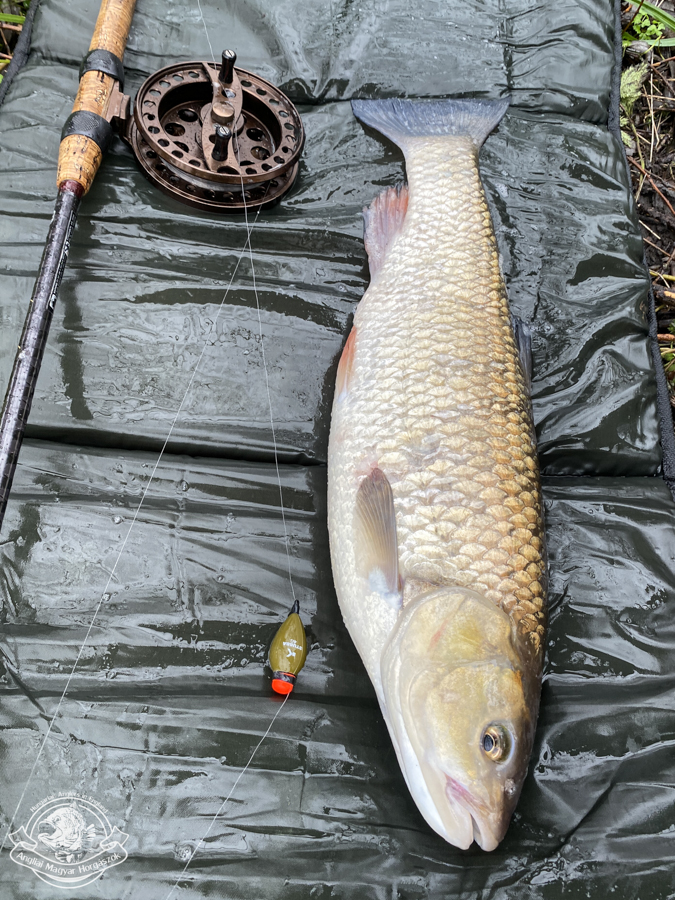 Okuma Aventa VT 1002, Shimano Powerloop X Match 390, Korum úszó és egy óriási domolykó