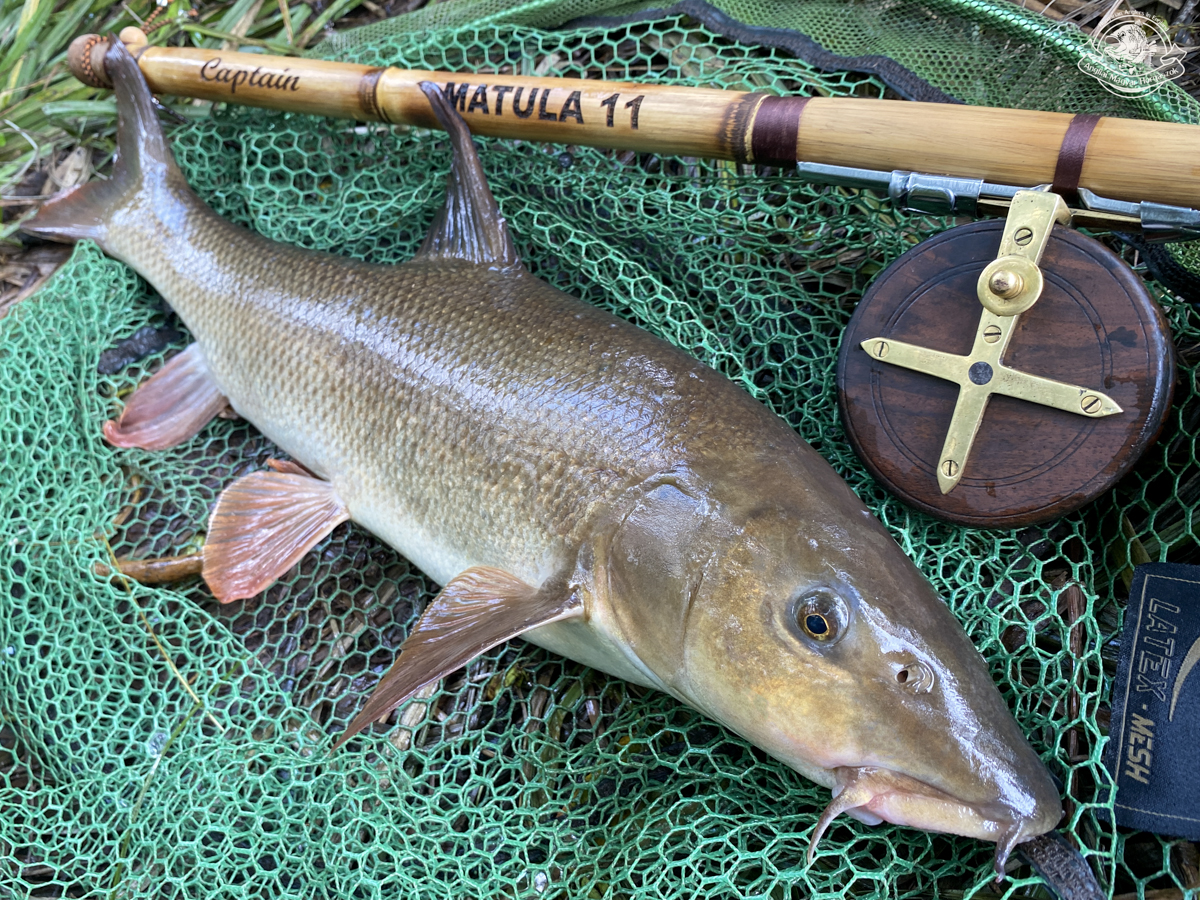 Captain Matula nádbot, kis fa Nottingham centrepinnel, szép márnával