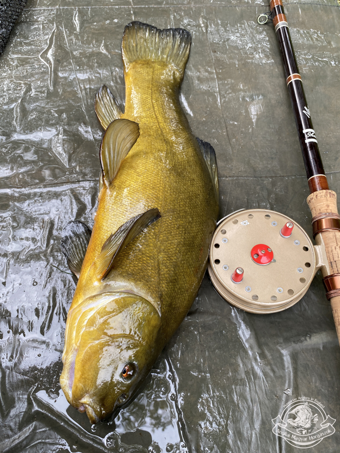 Grice & Young Avon Royal Supreme centrepin orsó, Shakespeare Match International bot, hatalmas compóval