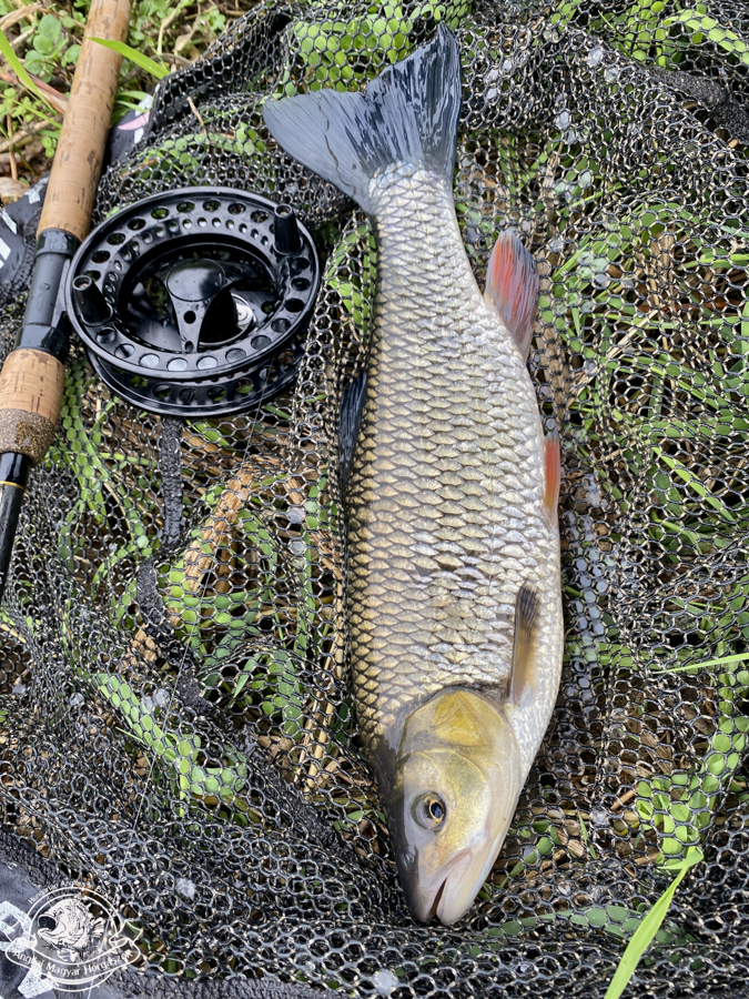 Drennan Acolyte Plus 14' úsztatóbotot, Raven T-4 centrepin orsó és egy nagy domolykó