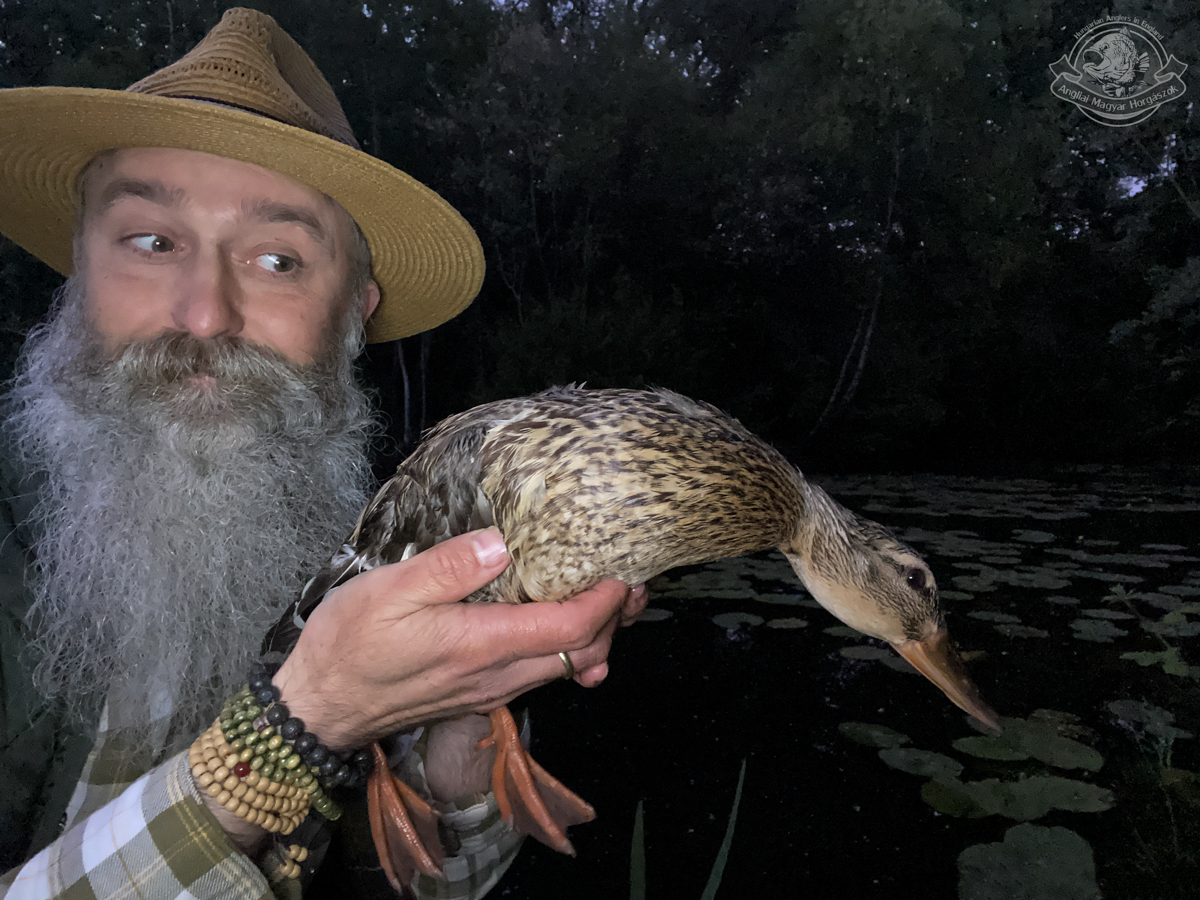 J.W. Young & Sons Rapidex centrepin orsóval ésPoolson nádbottal kifogott vadkacsa