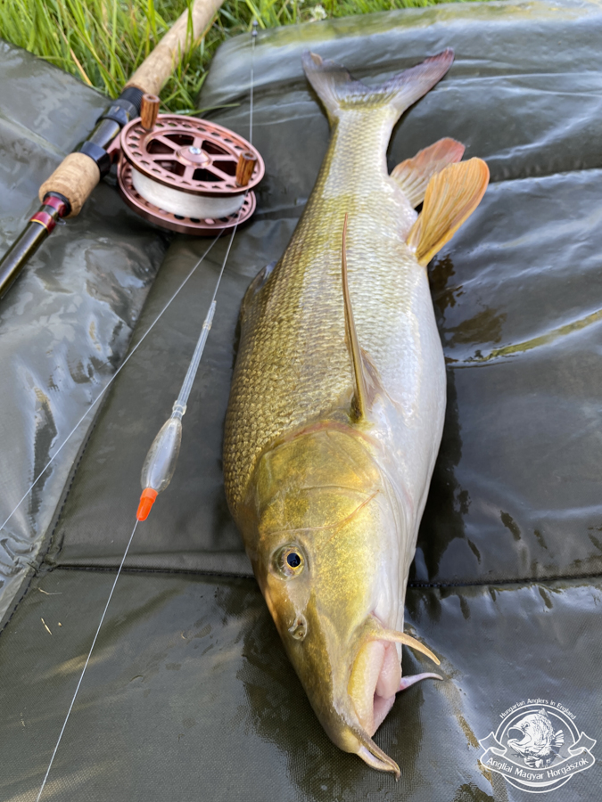Ikonix centrepin orsó , JW Young 13–15' Trotter úsztatóbot, Drennan Crystal Avon horgászúszók és egy nagy aranyszínű márna