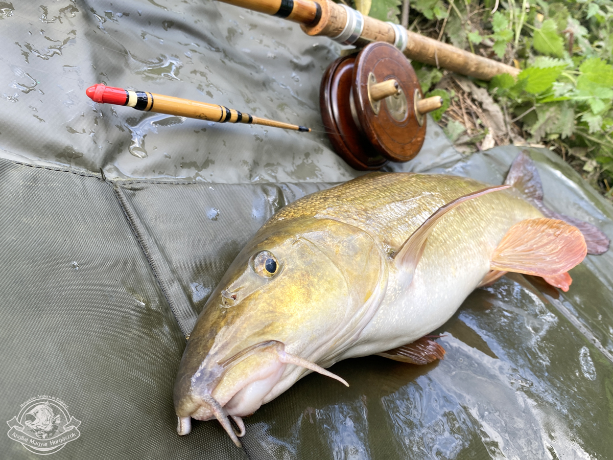 Egy öreg nádbot és egy fa Nottingham centrepin orsó, melette nagy márna