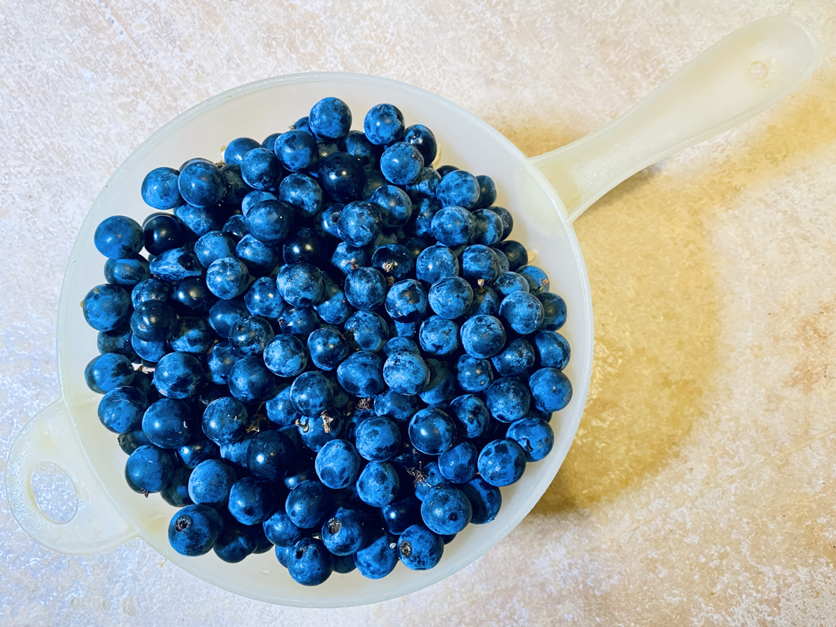 a leszedett, érett kökény sloe gin készítése