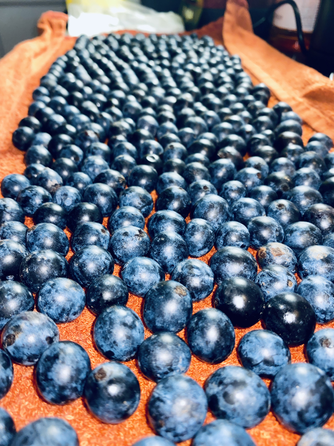 a megmosott érett kökény sloe gin készítése